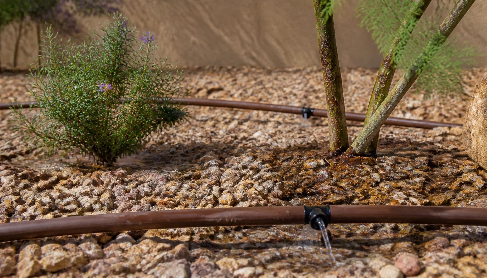 Brown drip irrigation tubing with emitters watering desert shrubs and a young tree in decorative gravel